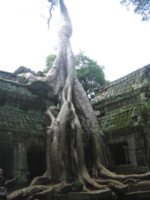 Prasat Ta Prohm The Ancestor Brahma Jungle Temple Angkor Archeological Park Angkor Wat Guide What To See In Cambodia Cambodia Major Attractions Tourism Cambodia