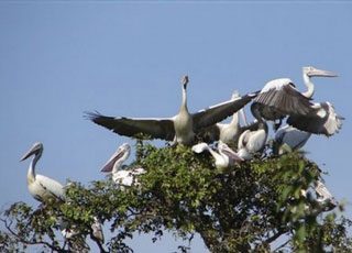 Prek Toal and Bird Santuary